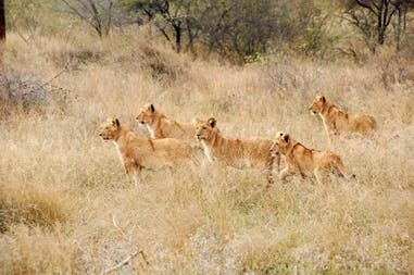 Lions in South Africa