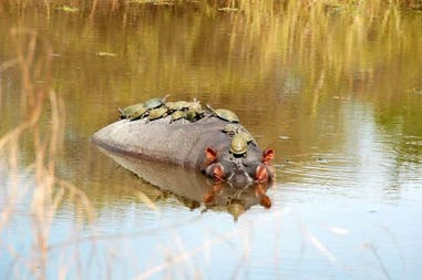 A hippo in South Africa