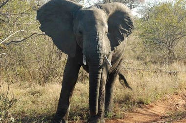 An elephant in South Africa