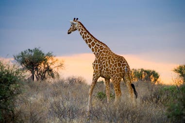 south-africa-giraffe-sunset
