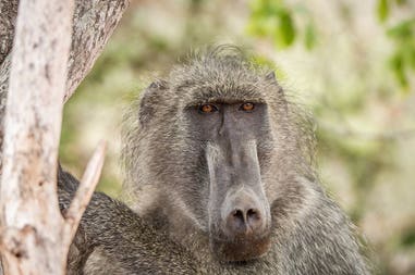 Baboon