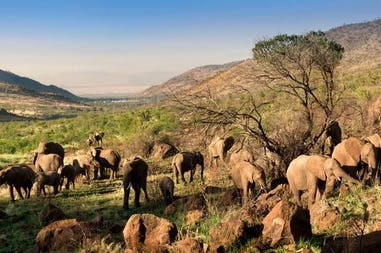 kwa-maritane-bush-lodge-game-drive-elephant-herd-590x390