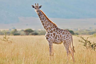 pilanesberg-national-park-3