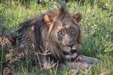 south-africa-lion-face