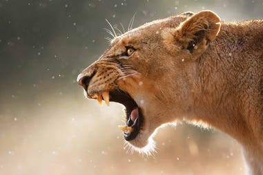 south-africa-lion-roaring