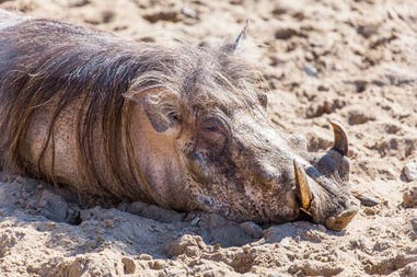 south-africa-warthog