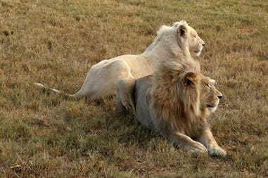 south-africa-white-lions
