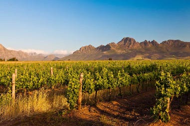 Vigneti tipici a Stellenbosch in Sudafrica