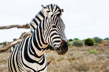 South Africa zebra