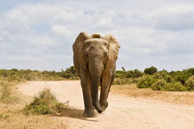 south-africa-little-elephant