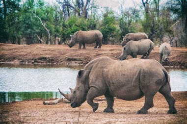 Swaziland rinoceronte