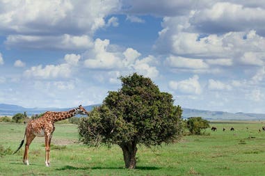 tanzania-arusha-national-park-giraffe