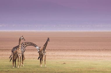 tanzania-manyara-giraffes