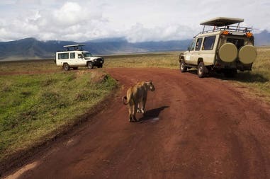 tanzania-ngorongoro-safari