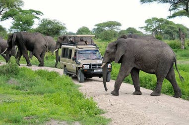 elephants-with-cruiser-tara