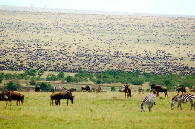Tanzania wildebeest