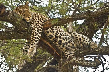 Tanzania leopard