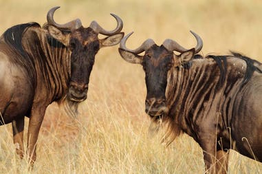 Tanzania wildebeest