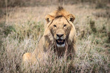 Tanzania lion