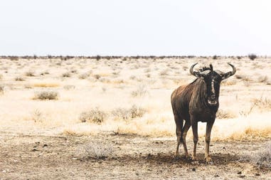 Tanzania wildebeest