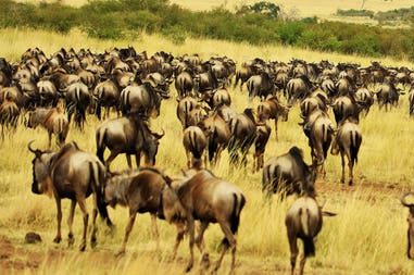 Tanzania wildebeest