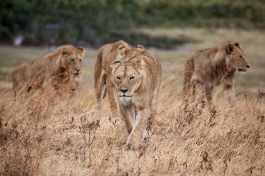 tanzania-ngorongoro-crater-lions