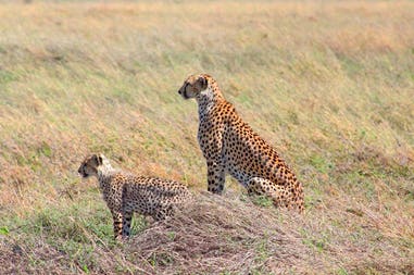 tanzania-serengeti-cheetahs