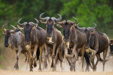 tanzania-wildebeest-great-migration