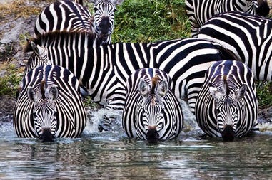 tanzania-tarangire-zebras