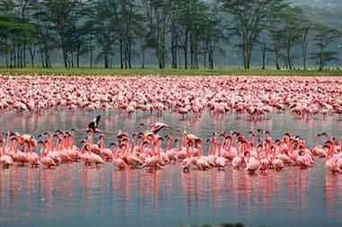 lake-nakuru