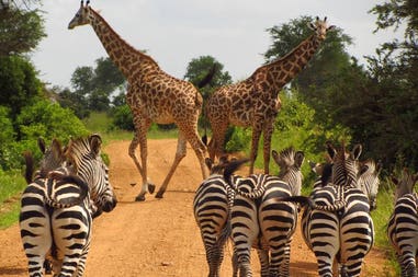 mikuni-zebras-tanzania