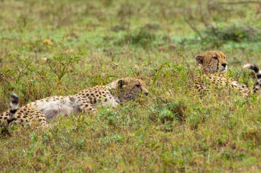 Couple of leopard in the savanna in Tanzania