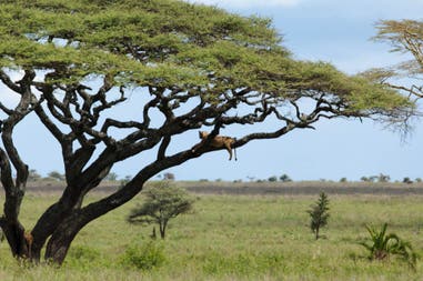 Lush landscape characterized by baobab in Tanzania