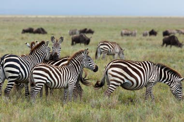 Herd of zebra during a Safari in Tanzania