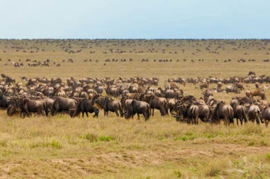 Animal's herds during a safari in Tanzania