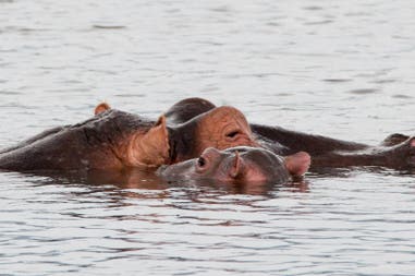 Hippos in the water in Tanzania