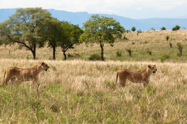 Tigers in the savanna in Tanzania