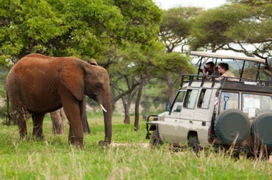 Elephant during a safari in Tanzania
