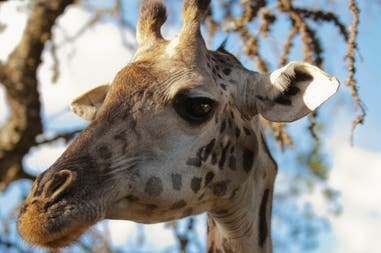 Giraffe during a safari in Tanzania