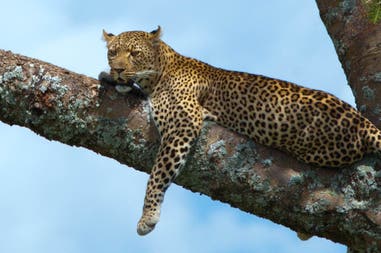 Leopard on a tree in Serengeti National Park in Tanzania