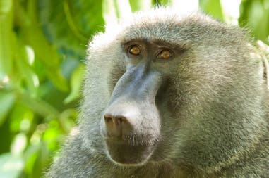 Baboon during a safari in Tanzania