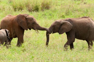 Elephants during a Safari in Tanzania
