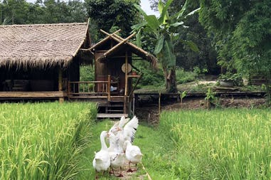 attività con animali nella farm stay in Thailandia