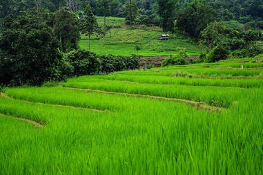 Inthanon risaia in Thailandia