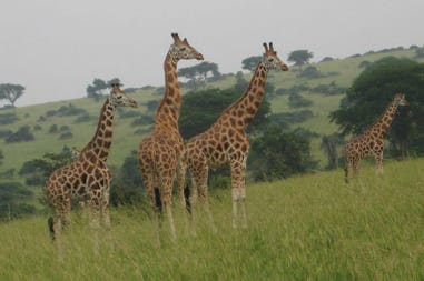 Uganda giraffes