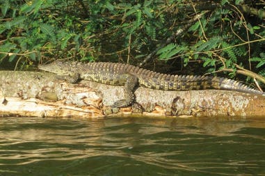 Uganda crocodile