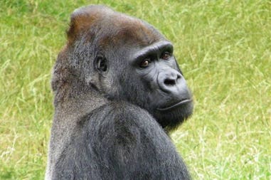 Uganda gorilla
