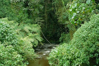 Uganda Bwindi Impenetrable forest