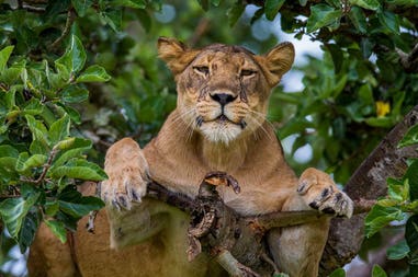 Uganda lion
