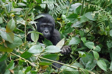 Uganda gorilla